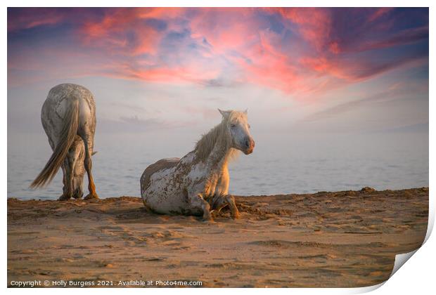 Camargue White horse's taken evening sunset  Print by Holly Burgess