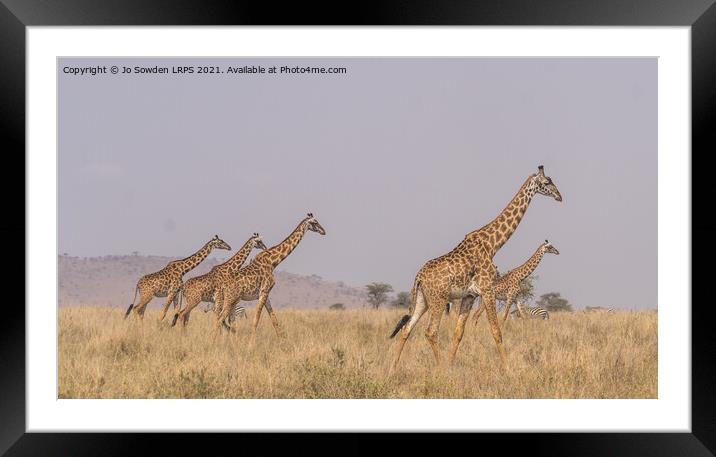 A herd of giraffes walking across the Serengeti Framed Mounted Print by Jo Sowden