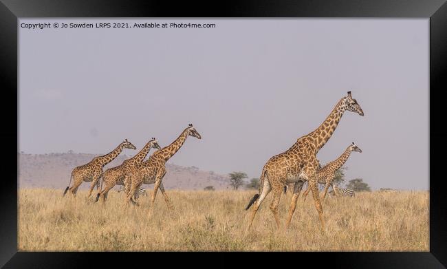 A herd of giraffes walking across the Serengeti Framed Print by Jo Sowden