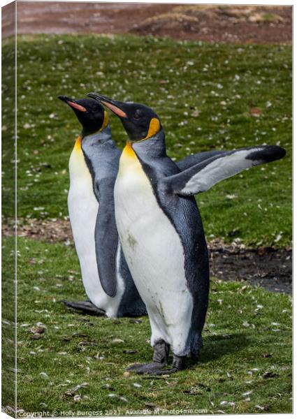 'Distinguished King Penguins: Falklands Captivatio Canvas Print by Holly Burgess