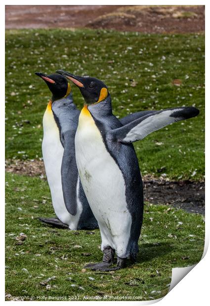 'Distinguished King Penguins: Falklands Captivatio Print by Holly Burgess