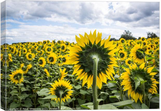 Slightly Surreal View Of A Field Of Sunflowers Canvas Print by Peter Greenway