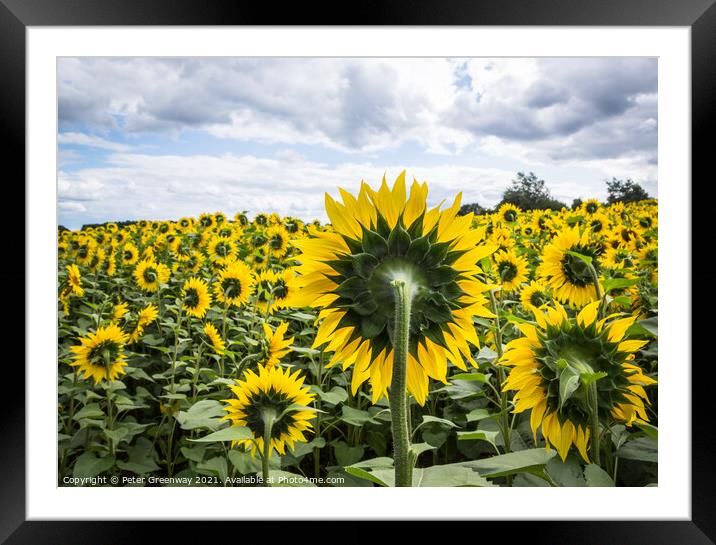 Slightly Surreal View Of A Field Of Sunflowers Framed Mounted Print by Peter Greenway