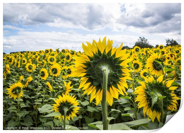 Slightly Surreal View Of A Field Of Sunflowers Print by Peter Greenway