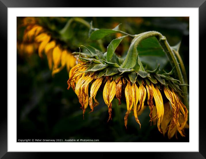 A Drooping Sunflower Head Slightly Past Its Best Framed Mounted Print by Peter Greenway