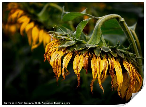 A Drooping Sunflower Head Slightly Past Its Best Print by Peter Greenway