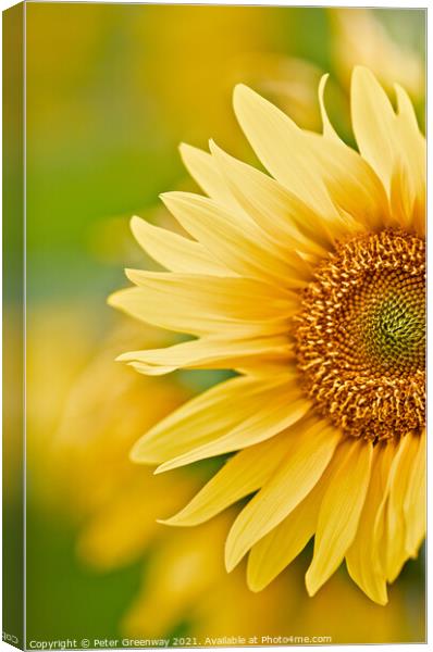 The Partial Head Of A Sunflower Canvas Print by Peter Greenway