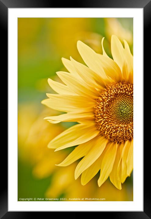 The Partial Head Of A Sunflower Framed Mounted Print by Peter Greenway