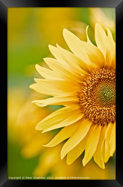 The Partial Head Of A Sunflower Framed Print by Peter Greenway