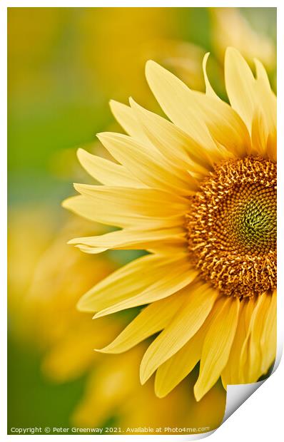 The Partial Head Of A Sunflower Print by Peter Greenway