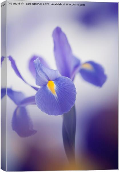 Blue Purple Iris Flower Canvas Print by Pearl Bucknall