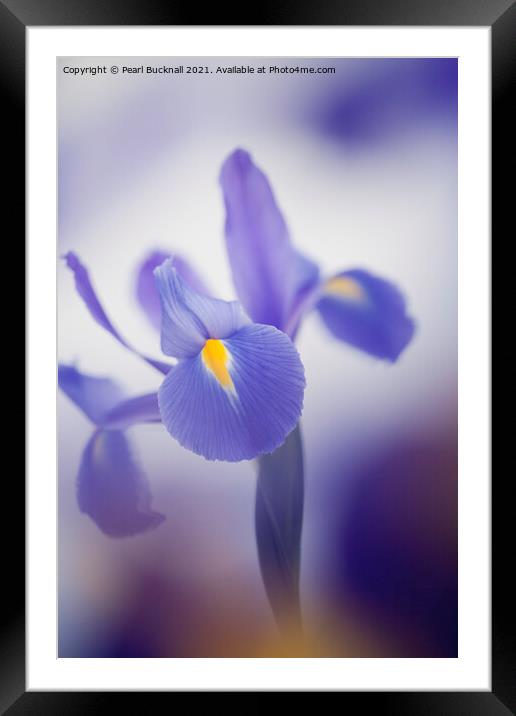 Blue Purple Iris Flower Framed Mounted Print by Pearl Bucknall