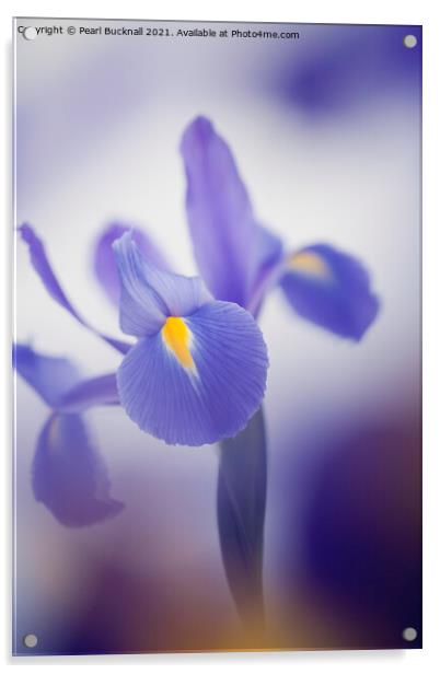 Blue Purple Iris Flower Acrylic by Pearl Bucknall