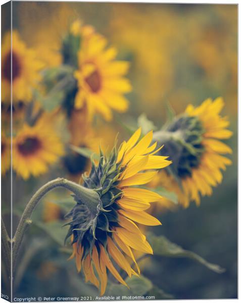 Sunflower Heads In The Fields Of Rural Oxfordshire Canvas Print by Peter Greenway