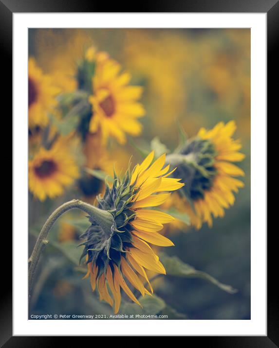Sunflower Heads In The Fields Of Rural Oxfordshire Framed Mounted Print by Peter Greenway