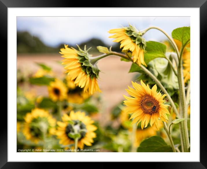 A Busy Bee On Sunflowers In The Fields Of Rural Ox Framed Mounted Print by Peter Greenway