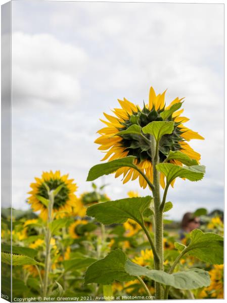 Sunflowers In The Fields Of Rural Oxfordshire Canvas Print by Peter Greenway