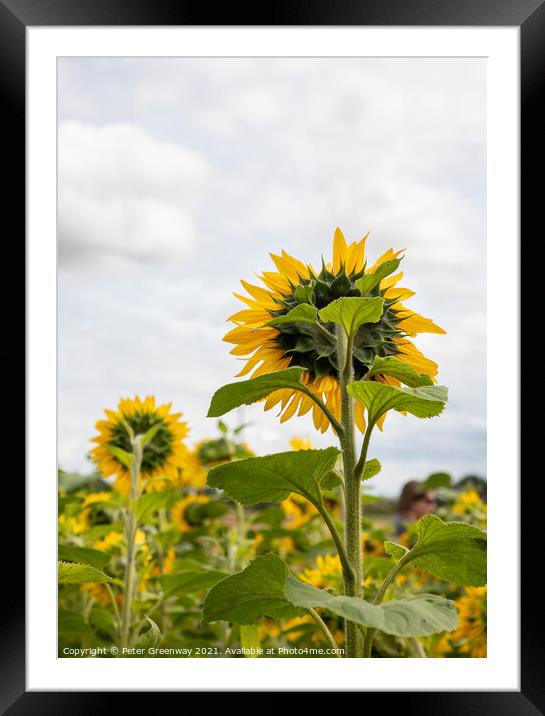 Sunflowers In The Fields Of Rural Oxfordshire Framed Mounted Print by Peter Greenway