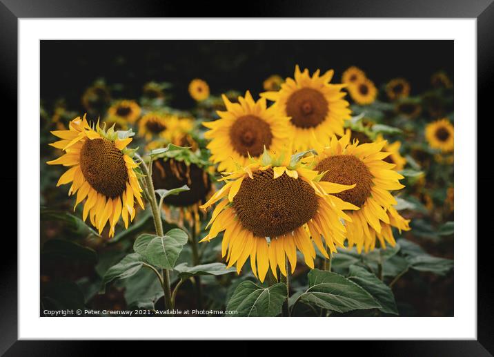 Sunflower Heads In Rural Buckinghamshire Framed Mounted Print by Peter Greenway