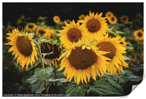 Sunflower Heads In Rural Buckinghamshire Print by Peter Greenway