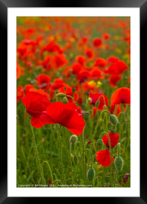 Field Poppies Framed Mounted Print by Bill Allsopp