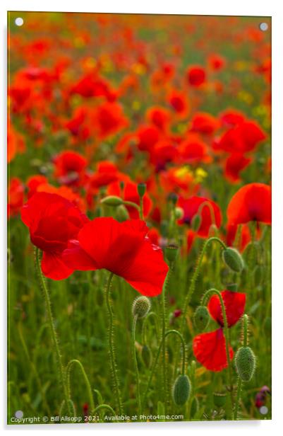 Field Poppies Acrylic by Bill Allsopp
