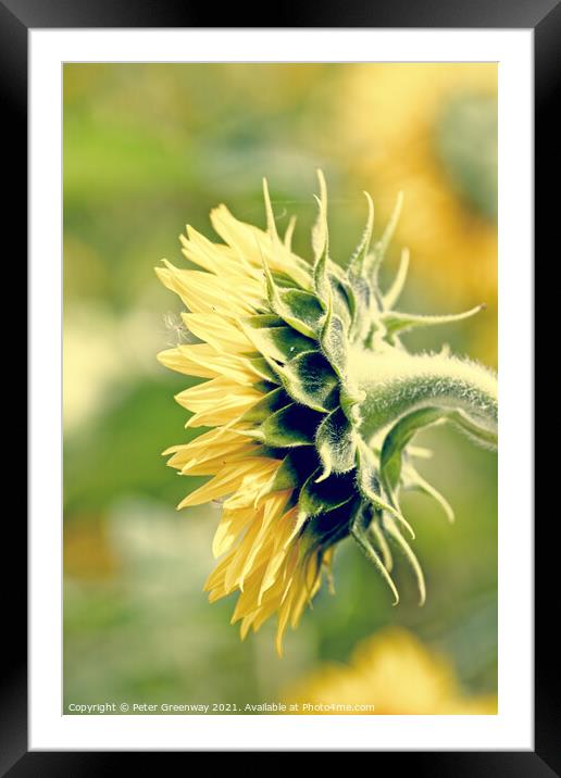 Side Profile Of A Single Sunflower Head Framed Mounted Print by Peter Greenway