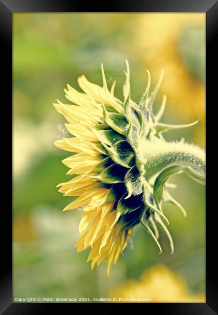 Side Profile Of A Single Sunflower Head Framed Print by Peter Greenway