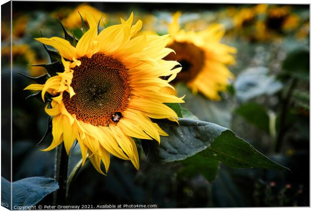 Bee On A Sunflower Head In The Rural Oxfordshire C Canvas Print by Peter Greenway