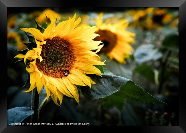 Bee On A Sunflower Head In The Rural Oxfordshire C Framed Print by Peter Greenway