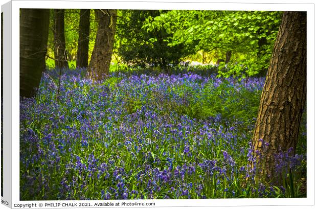Bluebell woodland 306  Canvas Print by PHILIP CHALK