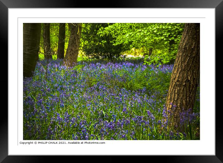 Bluebell woodland 306  Framed Mounted Print by PHILIP CHALK