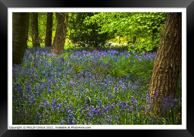 Bluebell woodland 306  Framed Print by PHILIP CHALK
