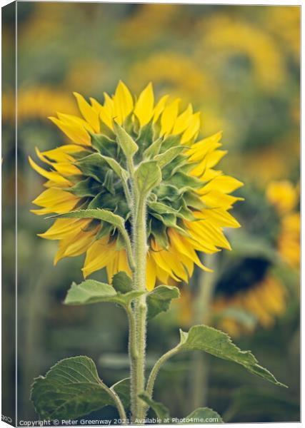 Sunflowers Heads In The Fields Of Rural Oxfordshir Canvas Print by Peter Greenway