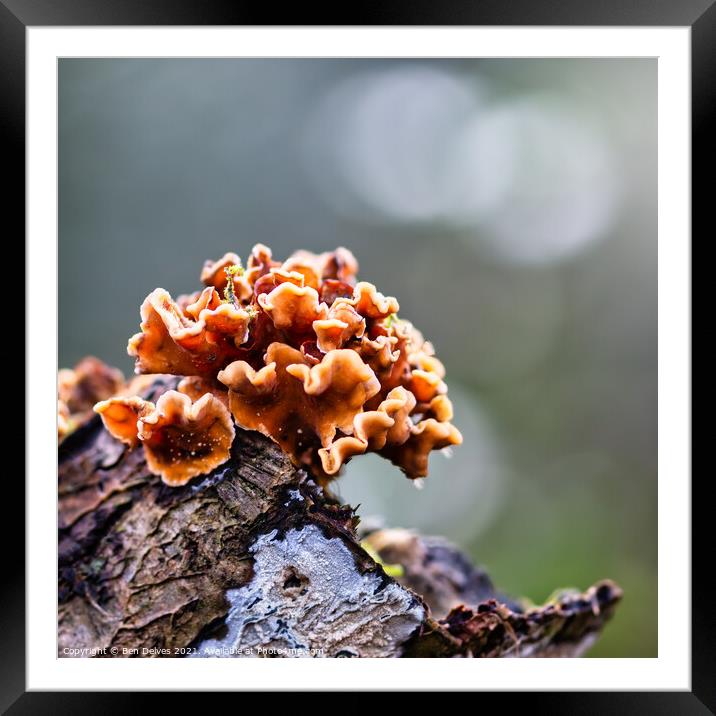 Enchanting Fungal Blossoms Framed Mounted Print by Ben Delves
