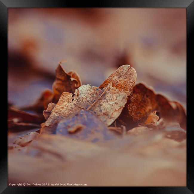 Leaves on the ground Framed Print by Ben Delves