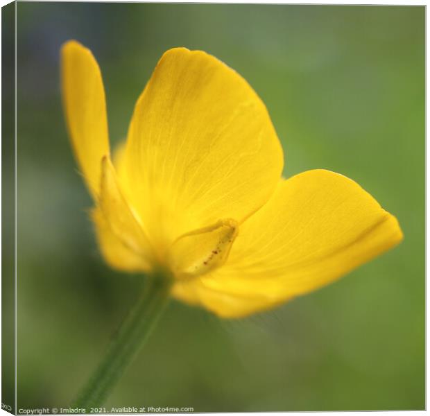 Golden Buttercup Flower in Close up Canvas Print by Imladris 