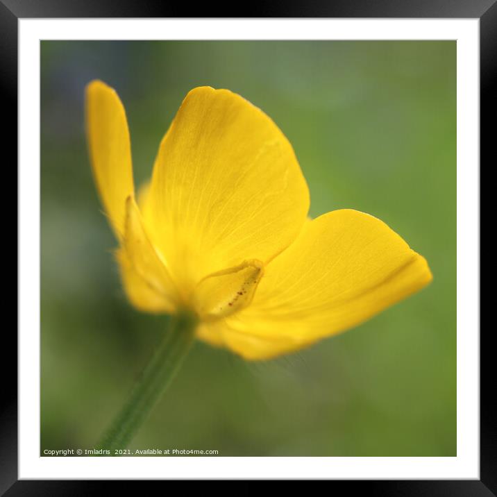 Golden Buttercup Flower in Close up Framed Mounted Print by Imladris 