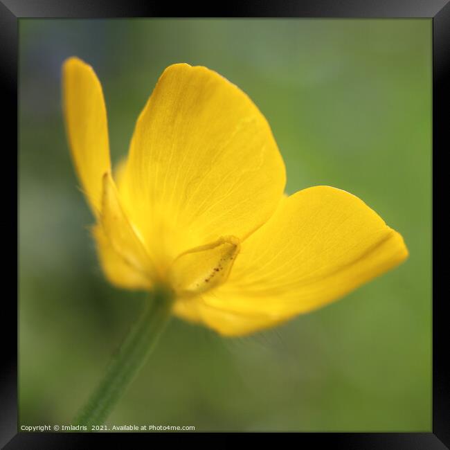 Golden Buttercup Flower in Close up Framed Print by Imladris 