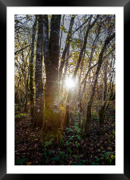 Forest sun burst Framed Mounted Print by christian maltby