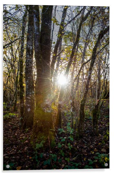 Forest sun burst Acrylic by christian maltby