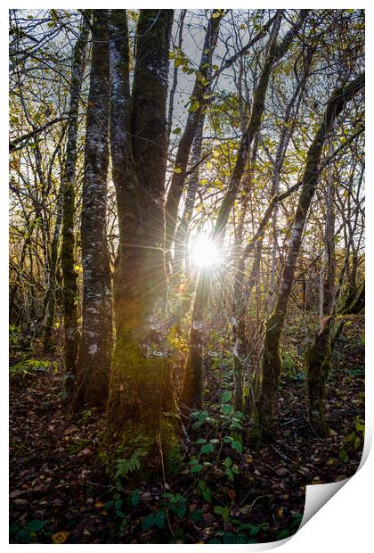 Forest sun burst Print by christian maltby
