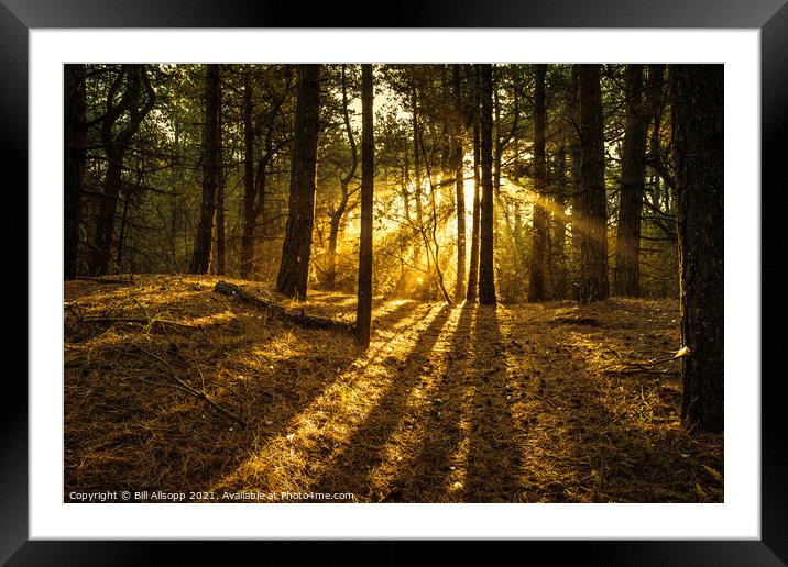 Sunlit woods. Framed Mounted Print by Bill Allsopp