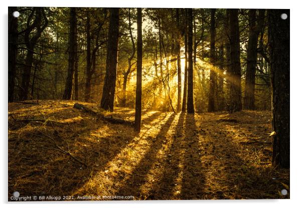 Sunlit woods. Acrylic by Bill Allsopp