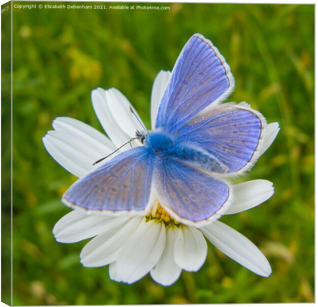 Common Blue Butterfly on Ox-eye Daisy Canvas Print by Elizabeth Debenham