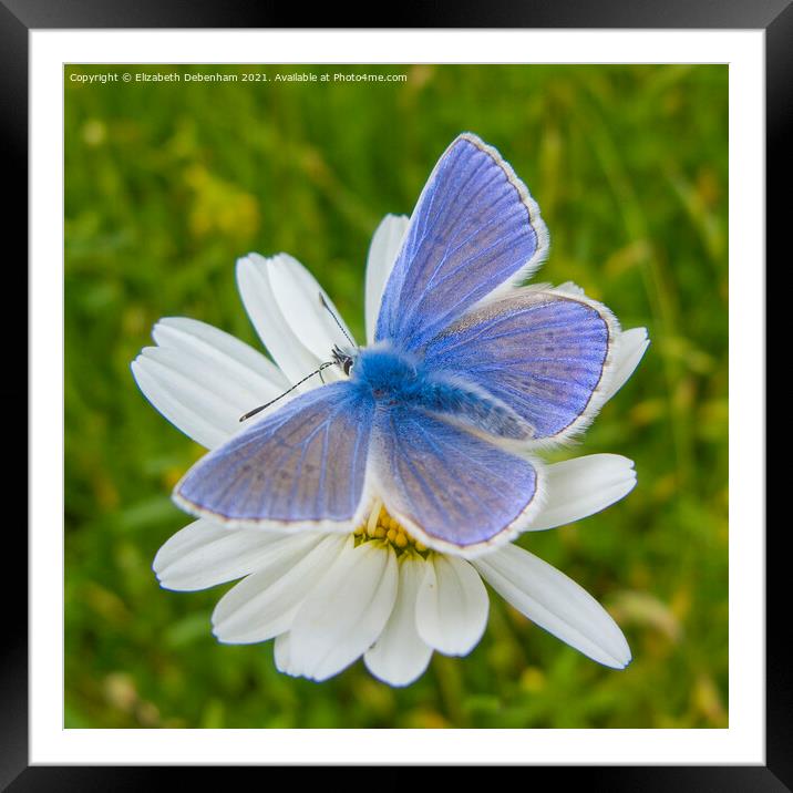 Common Blue Butterfly on Ox-eye Daisy Framed Mounted Print by Elizabeth Debenham