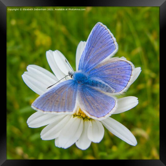 Common Blue Butterfly on Ox-eye Daisy Framed Print by Elizabeth Debenham