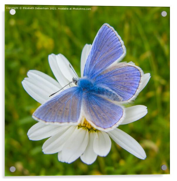 Common Blue Butterfly on Ox-eye Daisy Acrylic by Elizabeth Debenham