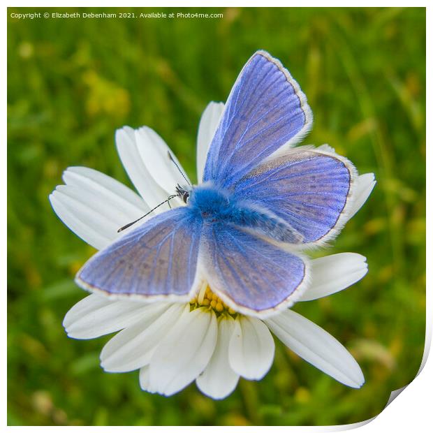 Common Blue Butterfly on Ox-eye Daisy Print by Elizabeth Debenham