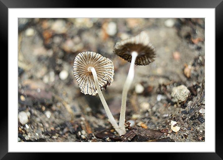 Mushroom Macros Framed Mounted Print by Kat Dennis